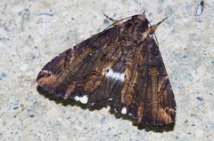 Ercheia dubia