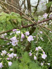 Cardamine pratensis