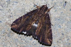 Ercheia dubia