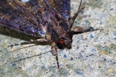Ercheia dubia
