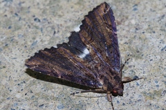 Ercheia dubia