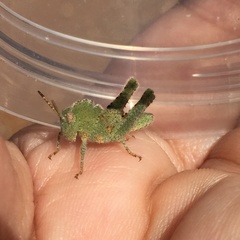 Ecphantus quadrilobus