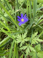 Anemonoides apennina