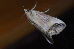 Hypocala biarcuata