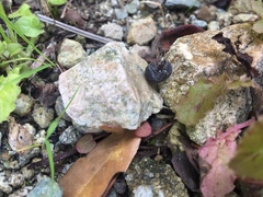 Armadillidium vulgare