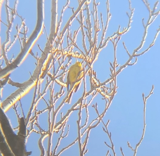 Yellowhammer