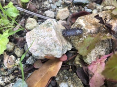 Armadillidium vulgare
