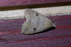 Bocula caradrinoides