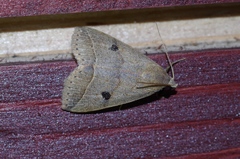 Bocula caradrinoides