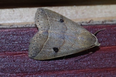 Bocula caradrinoides