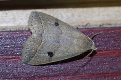 Bocula caradrinoides