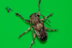 Pterolophia annulata