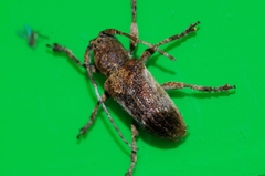 Pterolophia annulata