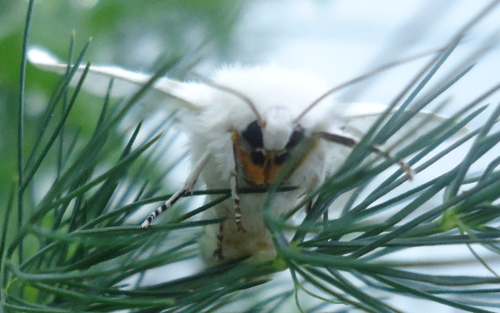 Virginian tiger moth