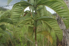 Miconia chamissois