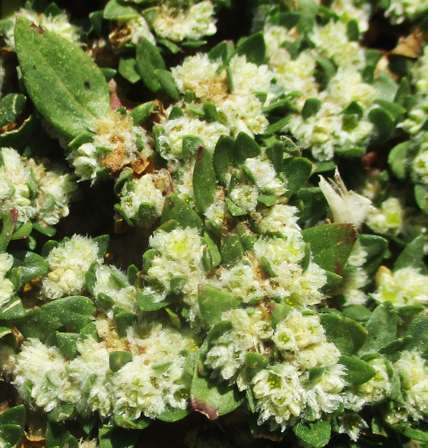 Guilleminea densa