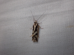 Epithymema incomposita