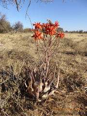 Aloe hereroensis