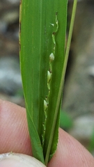 Paspalum setaceum
