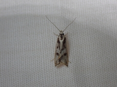 Epithymema incomposita
