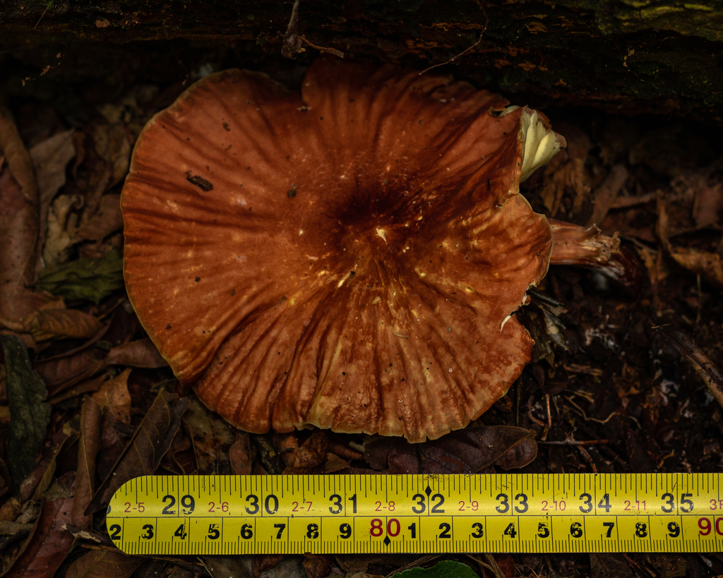 Marasmius magnus · December 2020 · photo: © deniszabin (iNaturalist, cc-by)