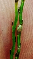 Paspalum setaceum