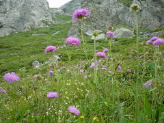 Knautia longifolia