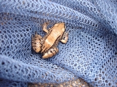 Leptodactylus mystacinus