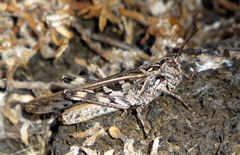 Oedaleus abruptus