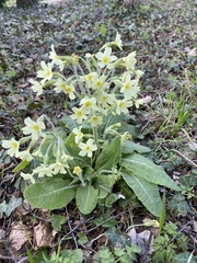Primula elatior