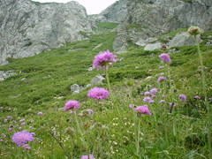 Knautia longifolia