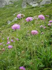 Knautia longifolia