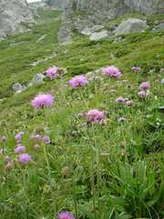 Knautia longifolia