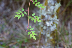 Rosa transmorrisonensis