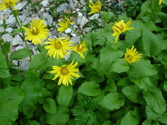 Doronicum columnae