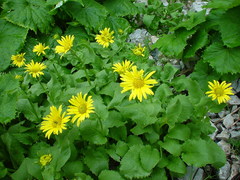 Doronicum columnae