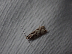 Epithymema incomposita