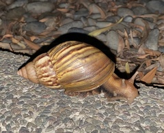 Lissachatina fulica