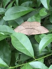 Chorodna ochreimacula