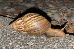Lissachatina fulica