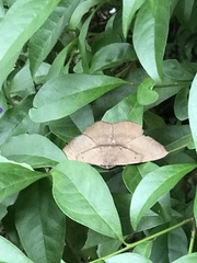 Chorodna ochreimacula