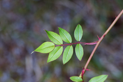 Rosa transmorrisonensis