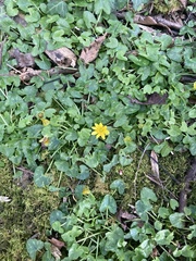 Ficaria verna