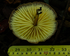 Marasmius magnus