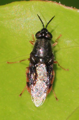 Odontomyia profuscata