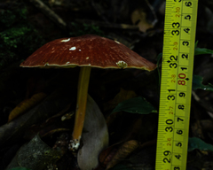 Marasmius magnus