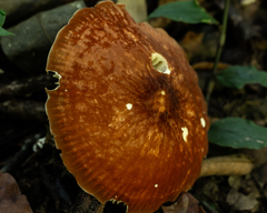 Marasmius magnus