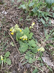 Primula veris