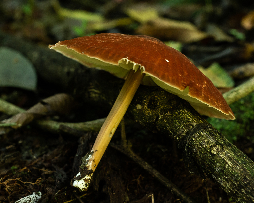 Marasmius magnus · December 2020 · photo: © deniszabin (iNaturalist, cc-by)