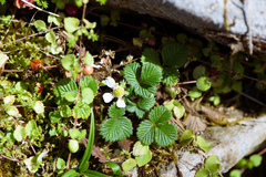 Fragaria hayatae